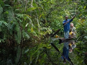 CONGO: The Mimbeli-Ibenga forest concession is now 100% FSC certified ©Sergey Uryadnikov /Shutterstock