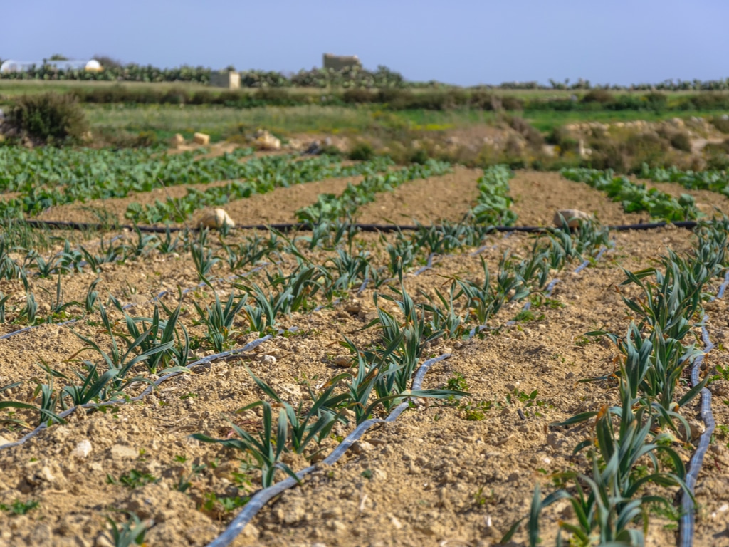 ÉGYPTE : 11,6 millions de dollars pour moderniser plusieurs systèmes d'irrigation dans le nord du pays©tetiana_u/Shutterstock