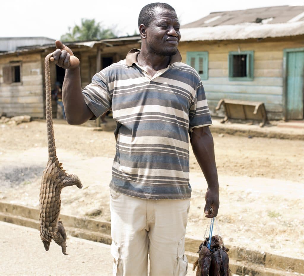 GABON: Government bans sale and consumption of pangolin meat ©akturer/Shutterstock