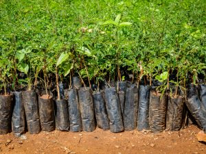 RWANDA-KENYA: One Tree Planted supports farmers by planting 80,000 trees©Dennis Wegewijs / Shutterstock