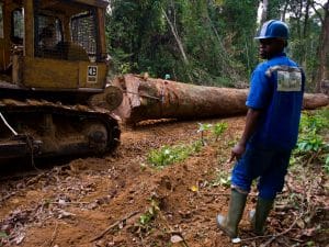 CAMEROON: Populations contest Ebo Forest concession project ©TOWANDA1961 / Shutterstock