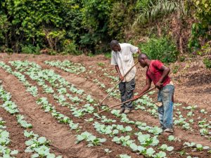 AFRICA: Trees for the Future will train 8,000 farmers in soil management ©Andre Silva Pinto / Shutterstock