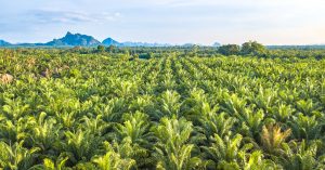 CAMEROON: "Camvert" palm grove project offers environmental guarantees ©apiguide/Shutterstock