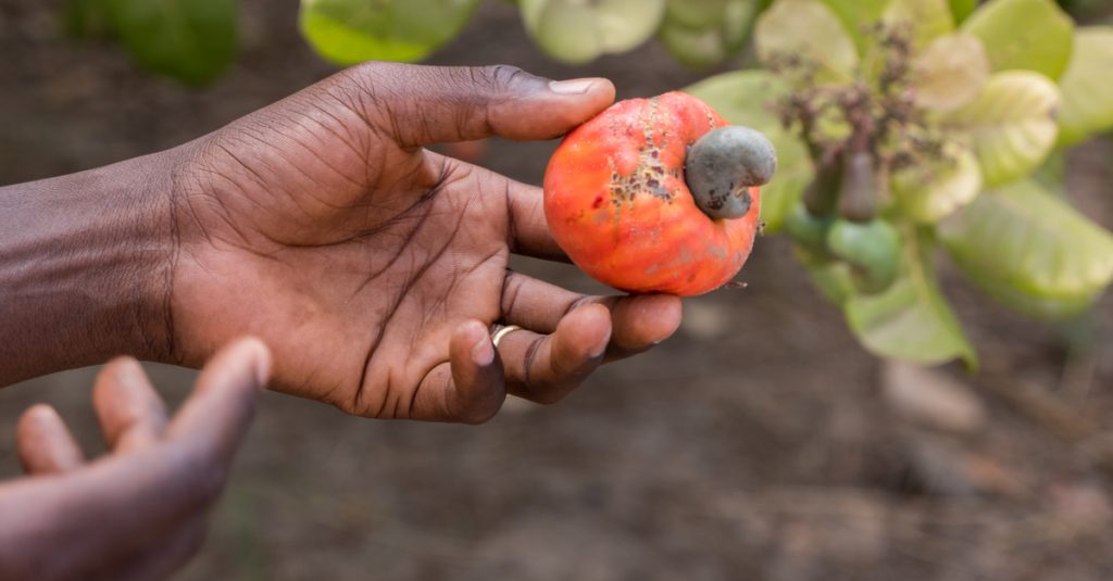 BENIN: Fludor recycles cashew waste, thereby preserving the environment