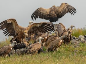 KENYA: 18 vultures die from poisoning in Laikipia©Dagmara Ksandrova / Shutterstock