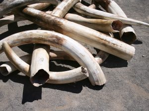 CAMEROON: Traffickers arrested with ivory tusks in Douala©Joe Mercier / Shutterstock