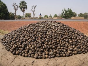 GHANA: A Rocha, setting up organic shea butter production centre©Torsten Pursche/Shutterstock