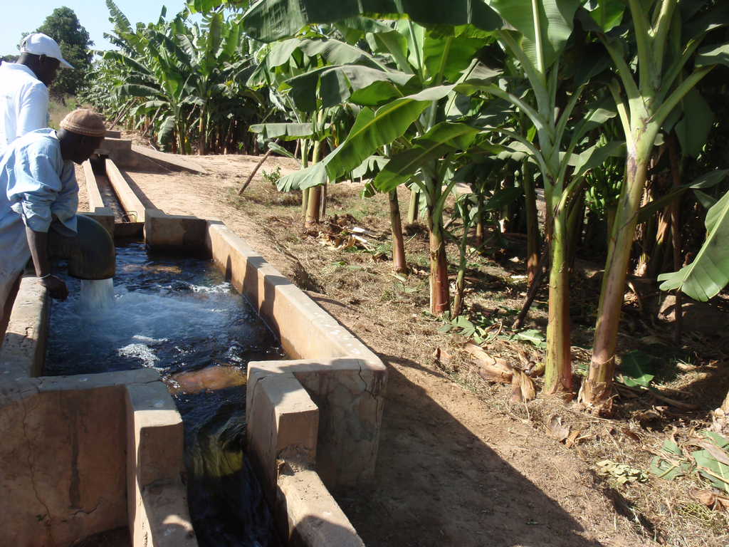 UGANDA: US$169.2 million from IDA for irrigation in response to climate emergency©BOULENGER Xavier/Shutterstock