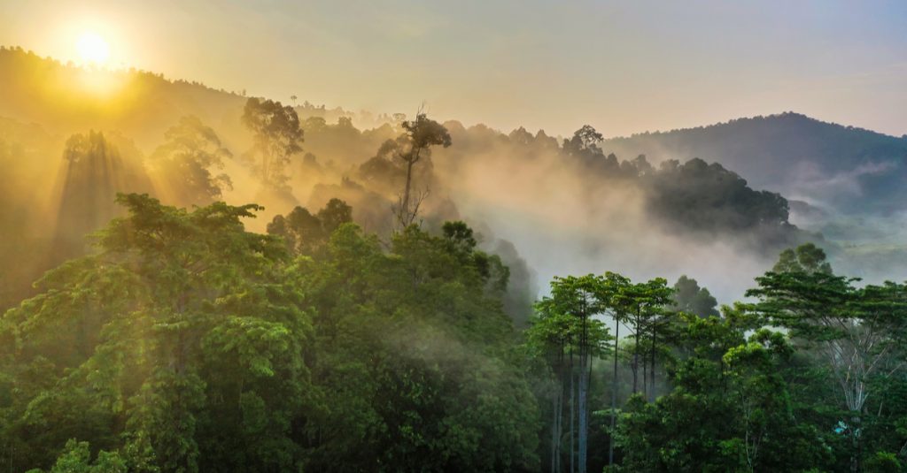 CONGO BRAZZA: Messok-Dja protected area project compromised©BorneoRimbawan/Shutterstock