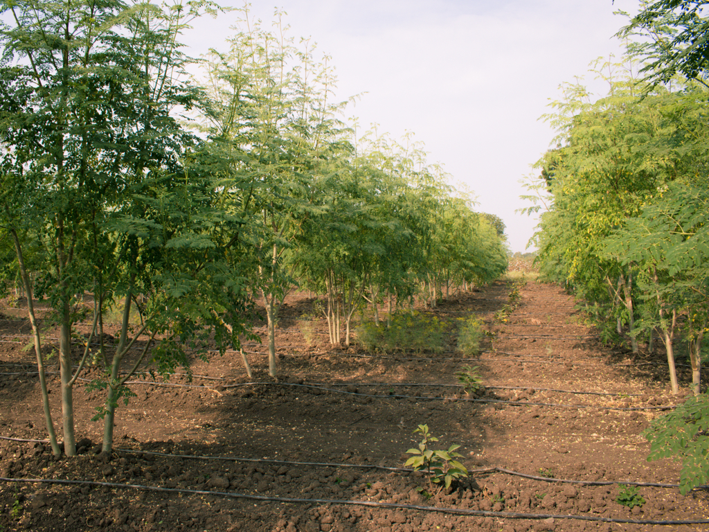 BURKINA FASO: Agroforestry to empower the people of Réo ©Alchemist from India/Shutterstock