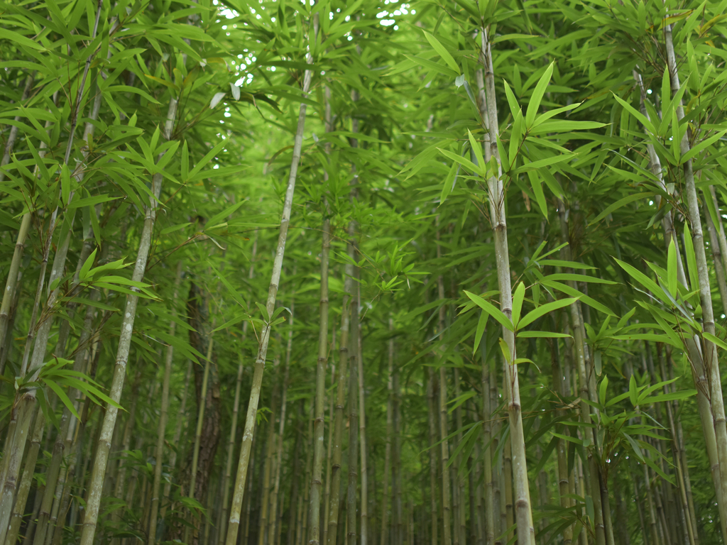 RWANDA: Bamboo-to-toilet paper factory, to be constructed©Atcharaporn daisai/Shutterstock