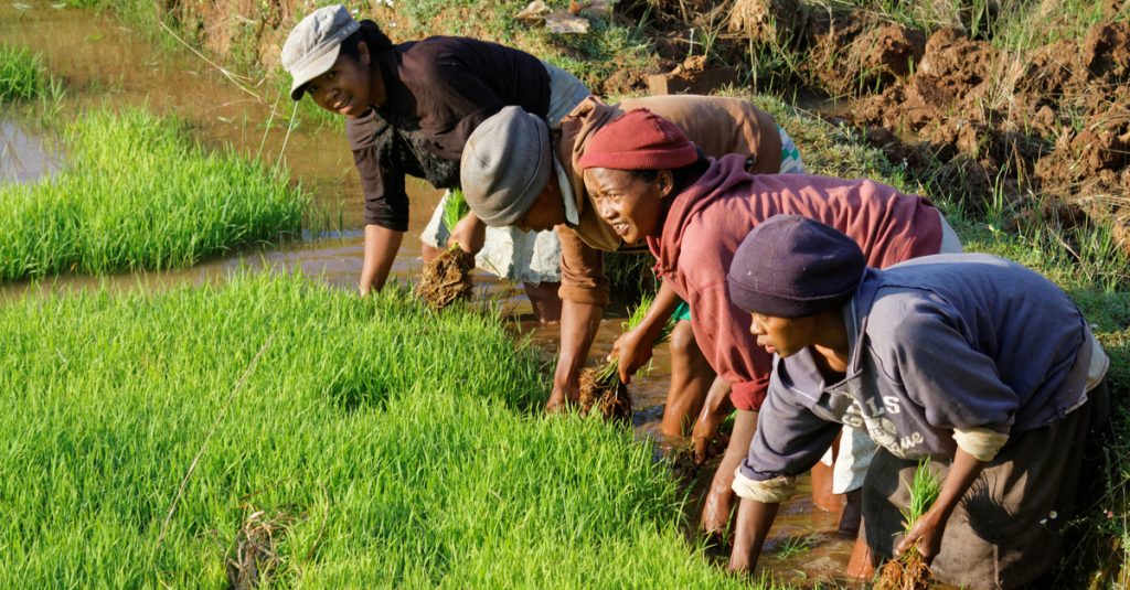 AFRICA: GEF strengthens sustainable food systems in nine African countries©Pierre Jean Durieu/Shutterstock