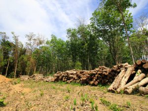 COTE D'IVOIRE: Sifca partners with government to restore forest cover©Rich Carey/ Shutterstock