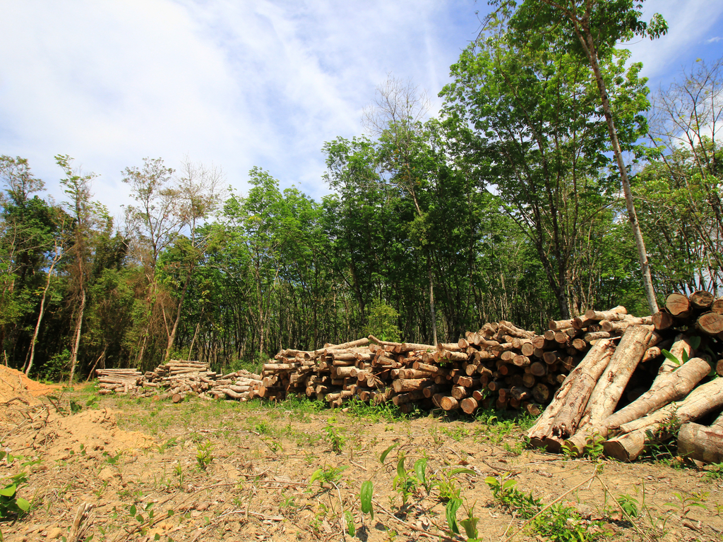 CÔTE D’IVOIRE : Sifca s’allie au gouvernement pour rétablir le couvert forestier©Rich Carey/ Shutterstock