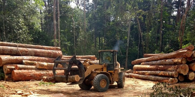 CAMEROUN : le gouvernement approuve l’exploitation industrielle de la forêt d’Ebo©Tarcisio Schnaider/Shutterstock