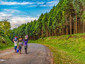 KENYA: Komaza raises $28 million to develop its forest plantations©Jen Watson/Shutterstock