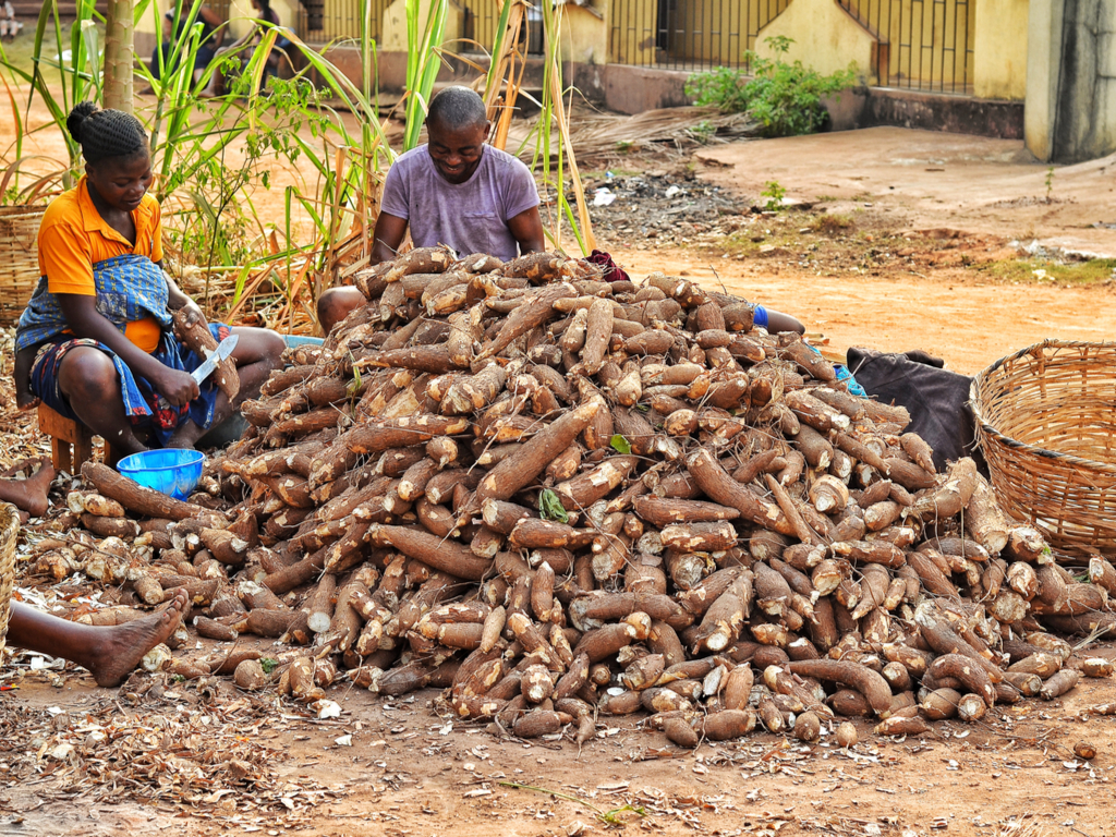 cassava images