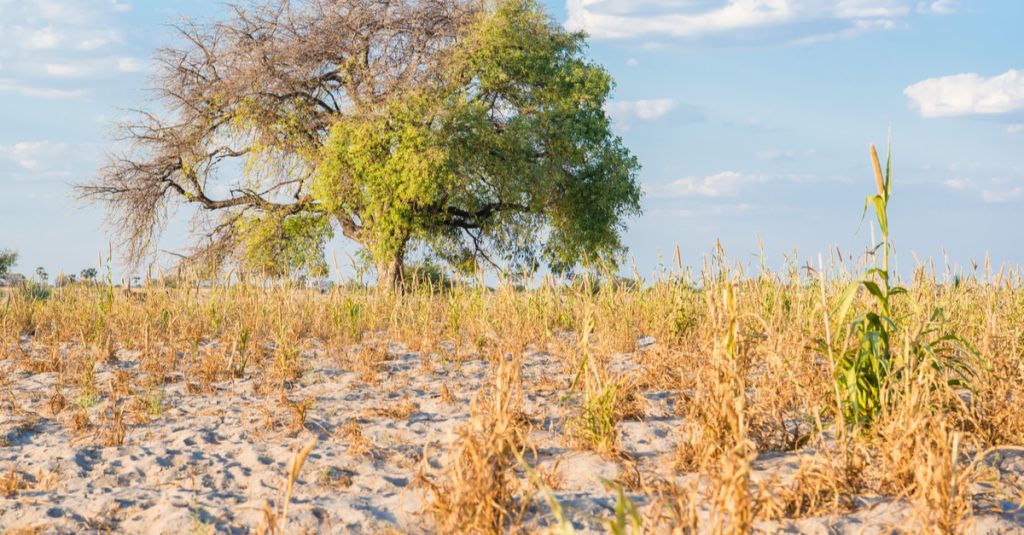 CHAD: $5.3 million from GEF for climate change resilience ©Johannes Laufs/Shutterstock