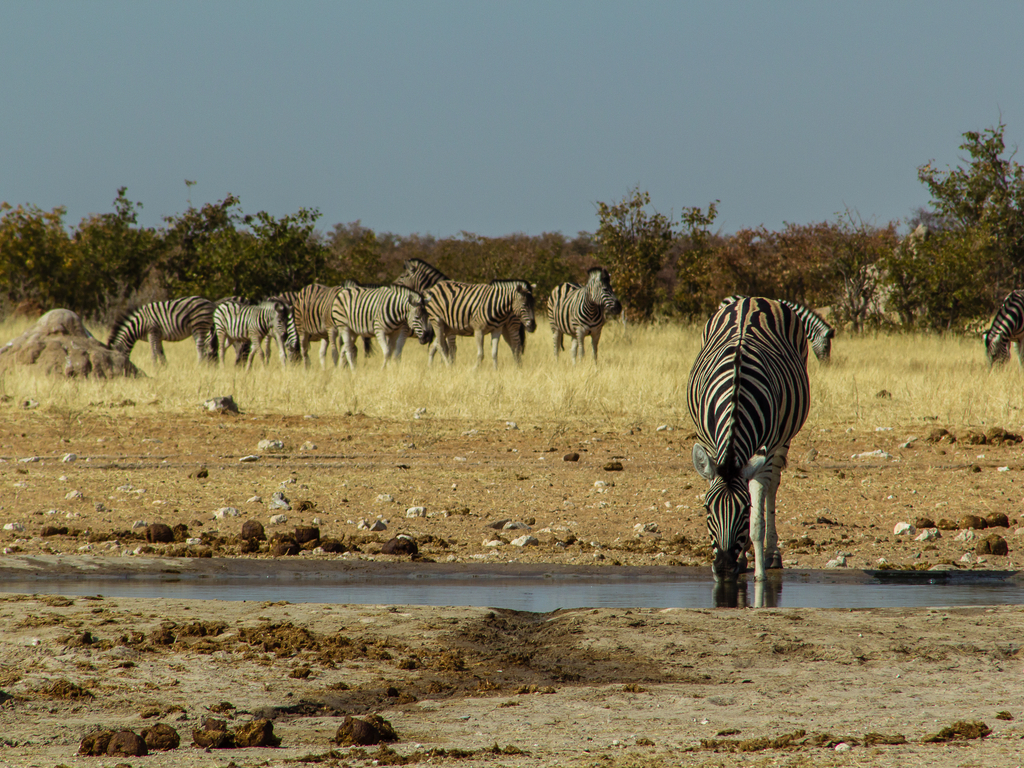 AFRICA: $15 million financial support from Germany for biodiversity protection©Toni Aules/Shutterstock