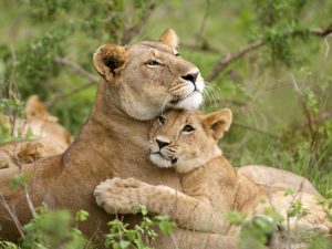 KENYA: KWS implants contraceptives in lionesses to protect rhinos©Arturo de Frias/Shutterstock