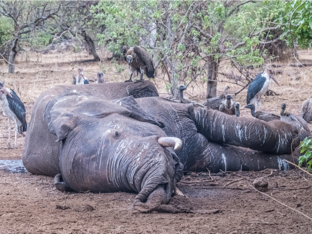 BOTSWANA : l’enquête sur la mort mystérieuse de plus de 350 éléphants piétine ©senee sriyota / Shutterstock