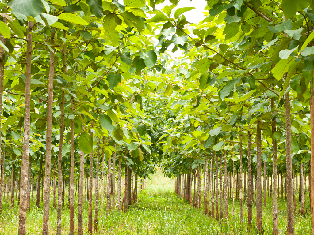 COTE D'IVOIRE: Government launches operation "1 day, 5 million trees"©PhilipYb Studio/Shutterstock