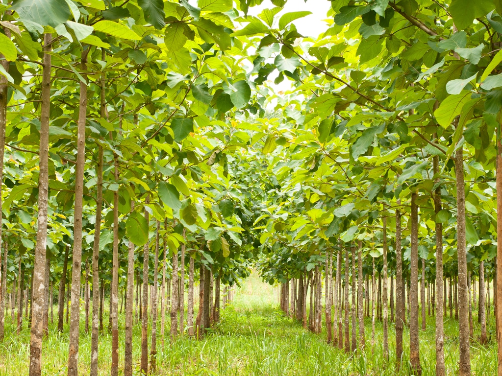 CÔTE D’IVOIRE : le gouvernement lance l’opération « 1 jour, 5 millions d’arbres » ©PhilipYb Studio/Shutterstock