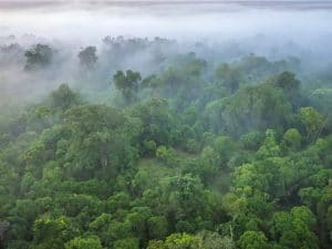 KENYA: Government rehabilitates Maasai Mau Forest and plants 1.4 million trees ©CherylRamalho/Shutterstock