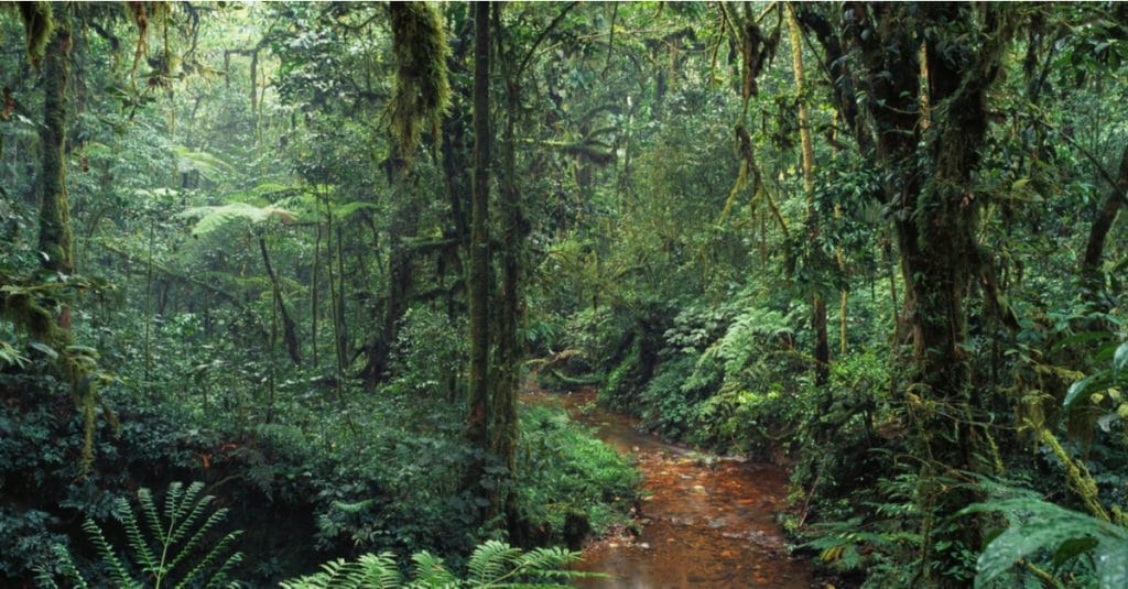 CAMEROUN : le projet d’exploitation de la forêt vierge d’Ebo est annulé©Ivanov Gleb/Shutterstock