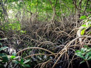 NIGERIA: Restoring mangrove forests in the Niger Delta