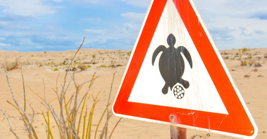 CAP-VERT : des résultats records dans la conservation des tortues marines à Praia©Lucian Milasan/Shutterstock