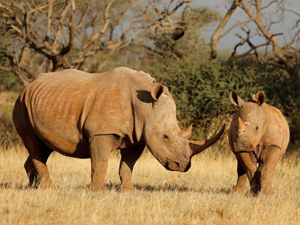 AFRIQUE DU SUD : une nouvelle initiative pour renforcer la protection des rhinocéros©EcoPrint/Shutterstock