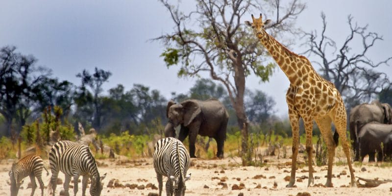 ZIMBABWE: Hwange Park threatened by Jingan Corporation's coal extraction©paula french/Shutterstock