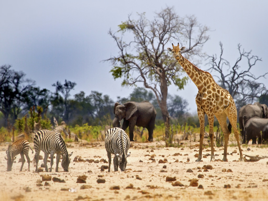 ZIMBABWE: Hwange Park threatened by Jingan Corporation's coal extraction©paula french/Shutterstock