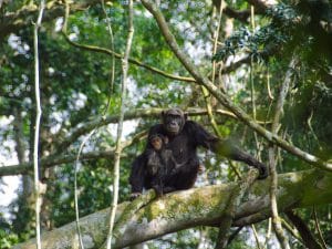 RWANDA : African Parks obtient la gestion déléguée du parc national de Nyungwe©Cristi Popescu/Shutterstock