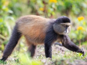 RWANDA : le parc national de Gishwati-Mukura classé réserve de biosphère par l’Unesco©Zaruba Ondrej/Shutterstock