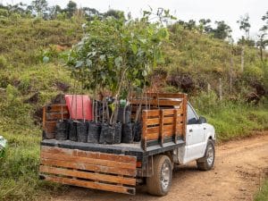 RWANDA: €28m for the restoration of degraded forests in Amayaga©PlataRoncallo/Shutterstock