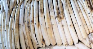 CAMEROON: Customs seizes 118 elephant tusks at Ambam in the south ©Roger Brown Photography/Shutterstock