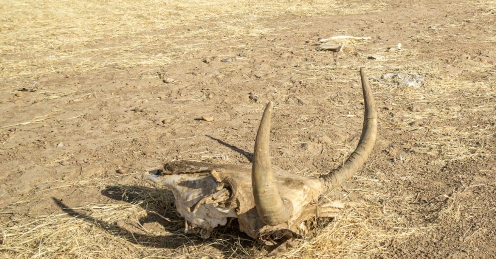 AFRIQUE : augmentation des catastrophes climatiques, l’ONU craint le pire ©Torsten Pursche/Shutterstock