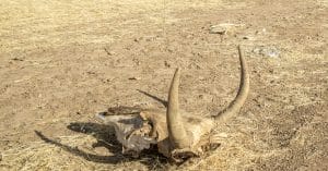 AFRIQUE : augmentation des catastrophes climatiques, l’ONU craint le pire ©Torsten Pursche/Shutterstock