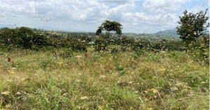 SENEGAL: the locust harvester fights ecologically against locust invasion©Nicole Macheroux-Denault/Shutterstock