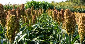 AFRICA: millet and sorghum, the cereals most resistant to climate change©Vitaliy Gryschenko/Shutterstock