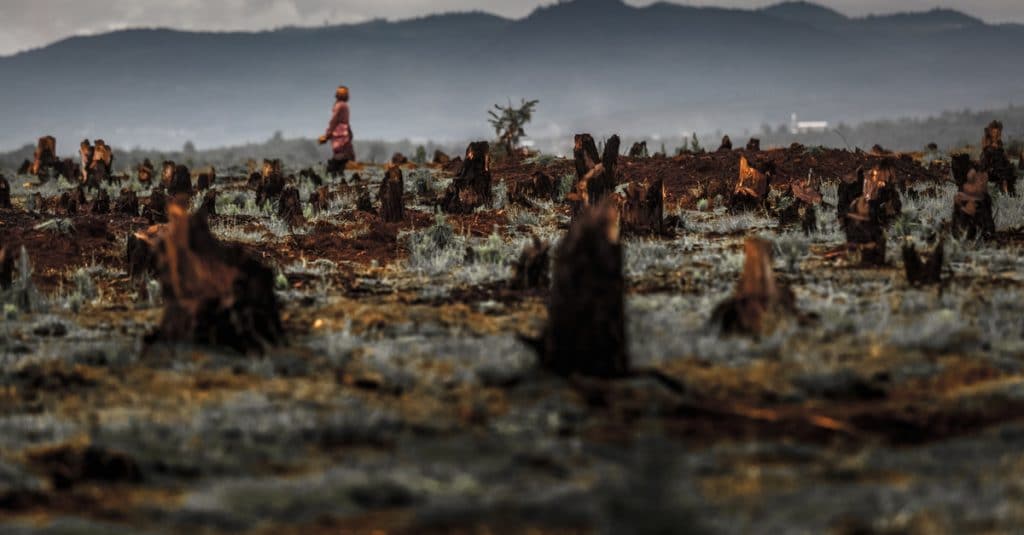 AFRICA: Deforestation threatens the growth of the forest carbon market©Dudarev Mikhail/Shutterstock