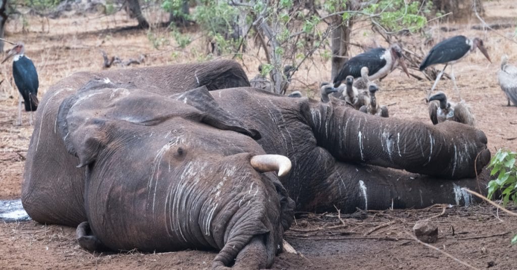 BOTSWANA: Mystery surrounds the sudden death of 356 elephants in the north of the country©LouieLea/Shutterstock