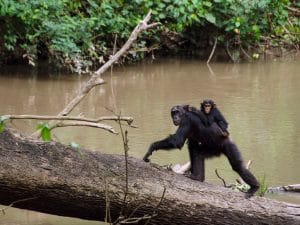 RWANDA: Gishwati-Mukura Park will be open to tourists by December 2020©Cristi Popescu/Shutterstock