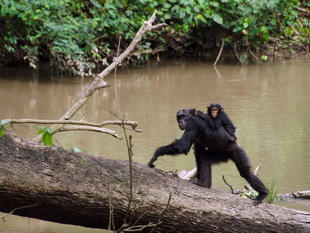 RWANDA: Gishwati-Mukura Park will be open to tourists by December 2020©Cristi Popescu/Shutterstock