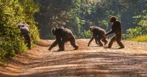 CAMEROON: FGEF finances the protection of chimpanzees in Deng-Deng ©CherylRamalho/Shutterstock