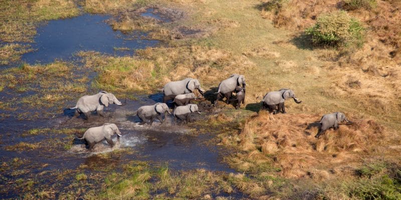 AFRIQUE : l’exploitation pétrolière menace la biodiversité du bassin de l’Okavango©Gaston Piccinetti/Shutterstock