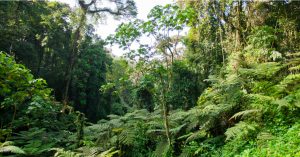 CONGO : les défis de la mise en œuvre du processus Redd+ sur la gestion des forêts©Travel Stock/Shutterstock