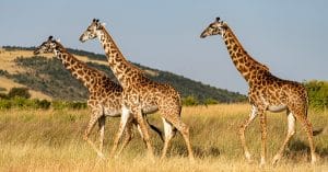 NIGER : Girafon Bleu vent des chemises pour financer la préservation des girafes ©miroslav chytil/Shutterstock